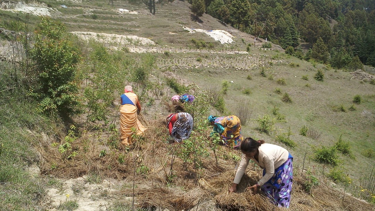 RYTHM Foundation supports reforestation in Uttarakhand