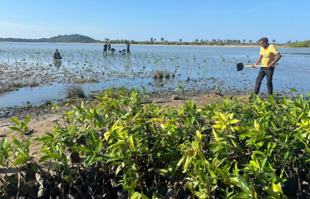 RYTHM Leads Transformative Mangrove Restoration Project in Sri Lanka