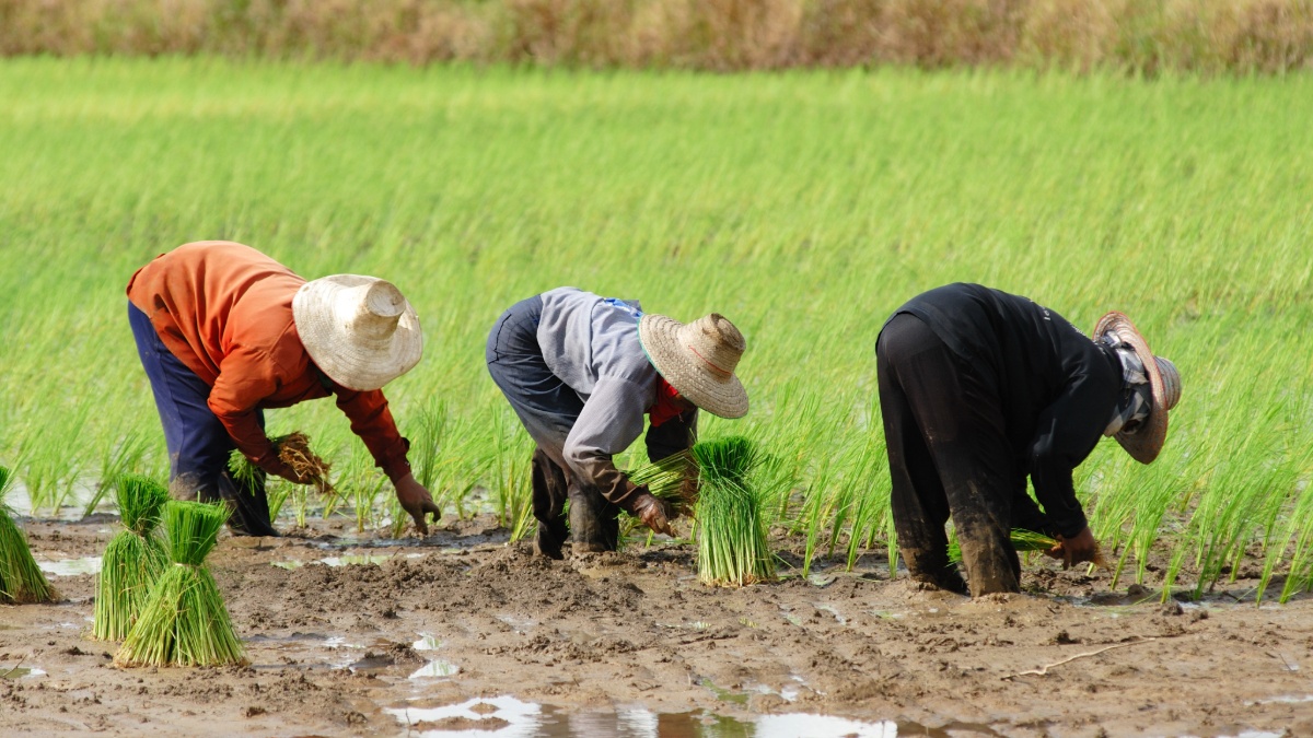 How Farming Impacts the Environment — and How Sustainable Practices Are Driving Solutions